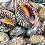 Le noci reali (cuori) - Simili ai tartufi sono caratterizzati per la presenza di una "lingua" rossa al loro interno